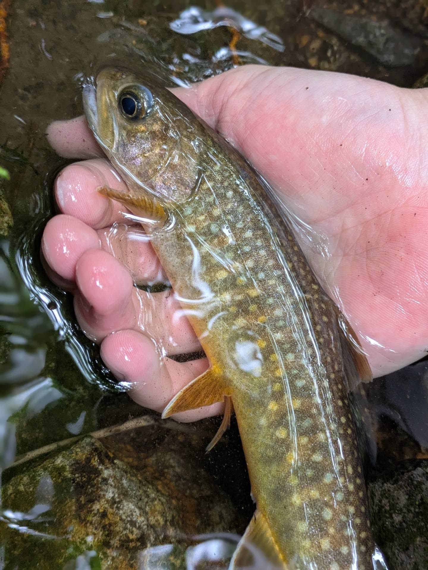 DRY'ADは渓流釣り初心者、釣り初めての方に多く利用いただ...