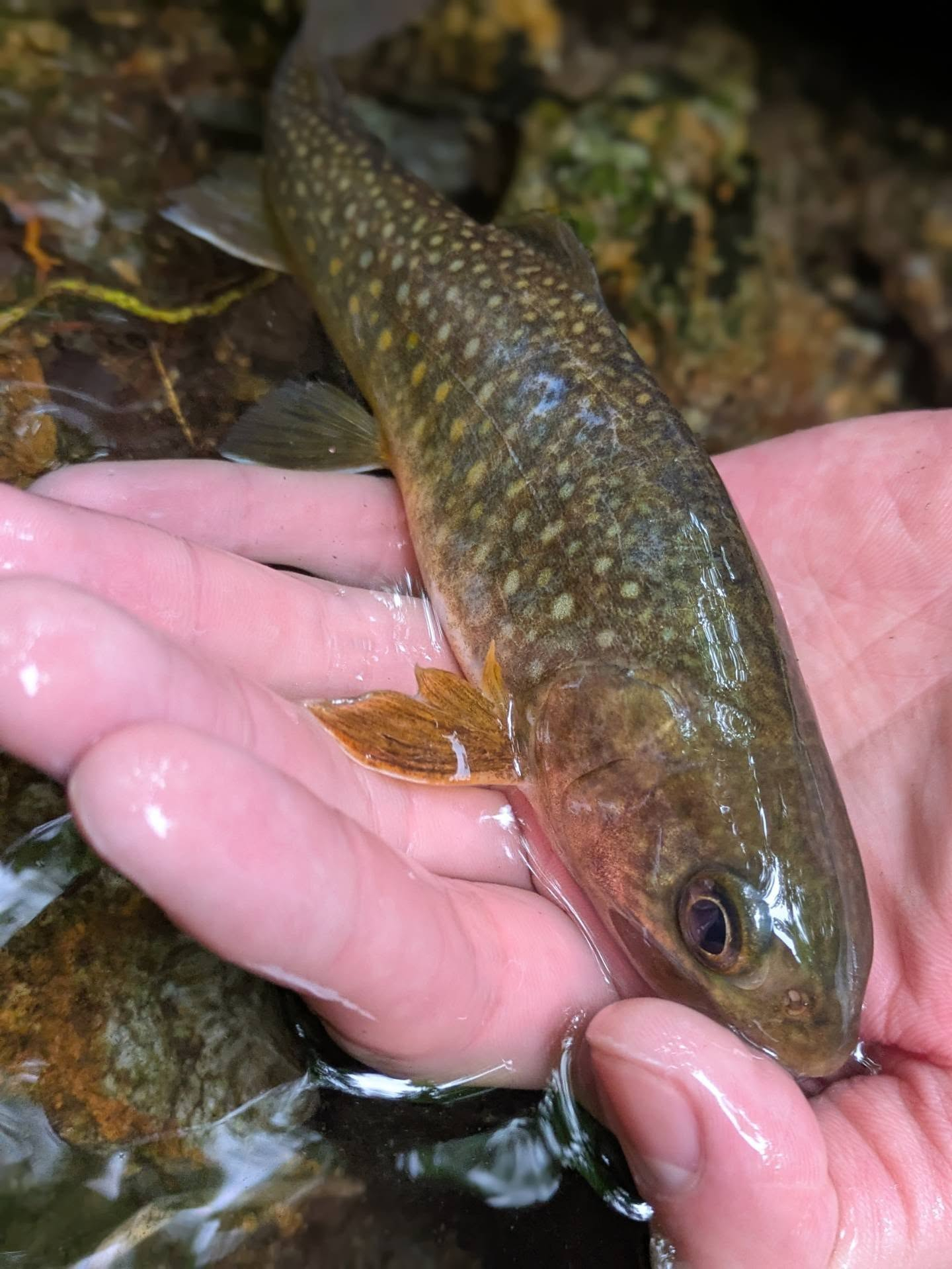 DRY'ADは渓流釣り初心者、釣り初めての方に多く利用いただ...